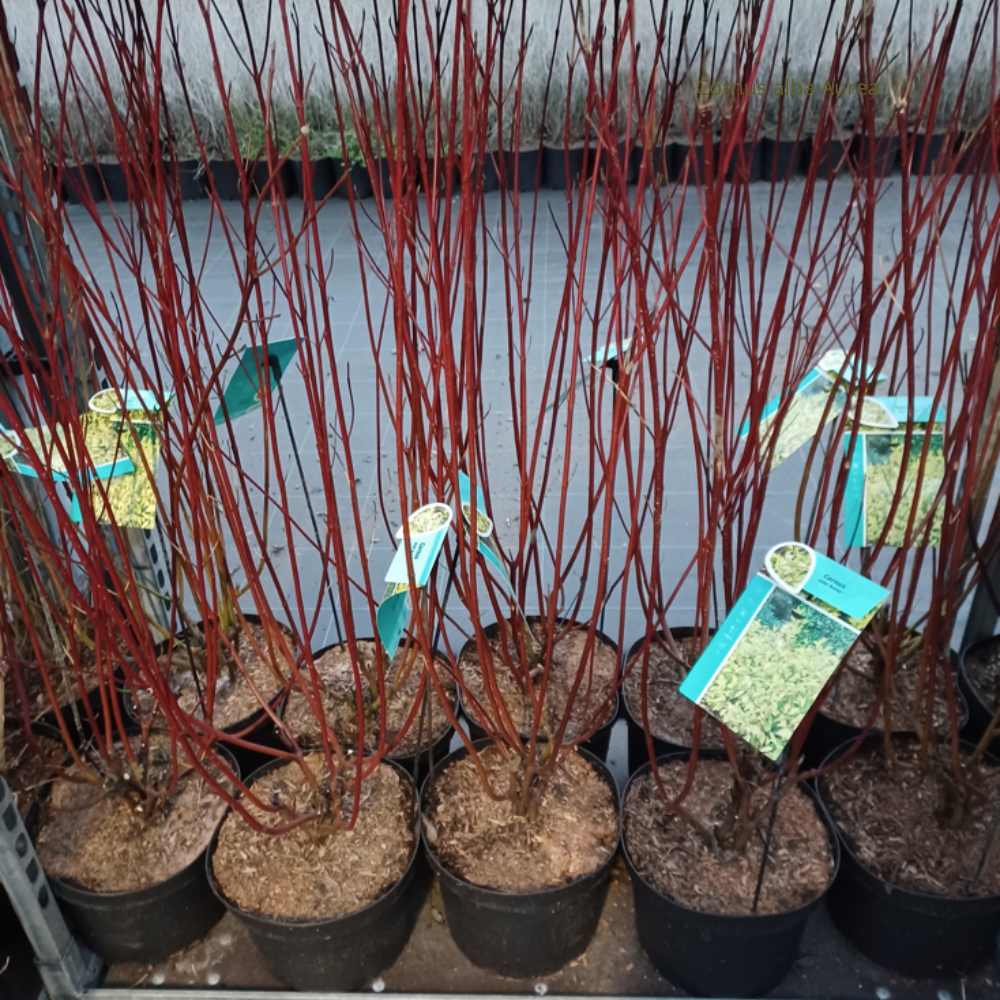 Cornus alba Aurea pot la jardinerie de pessicart nice 06