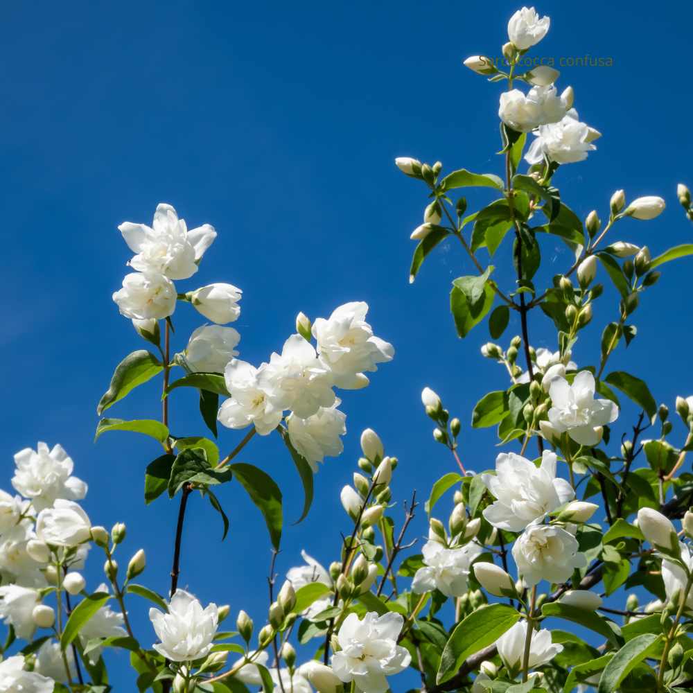 Philadelphus Virginal fleurs la jardinerie de pessicart nice 06