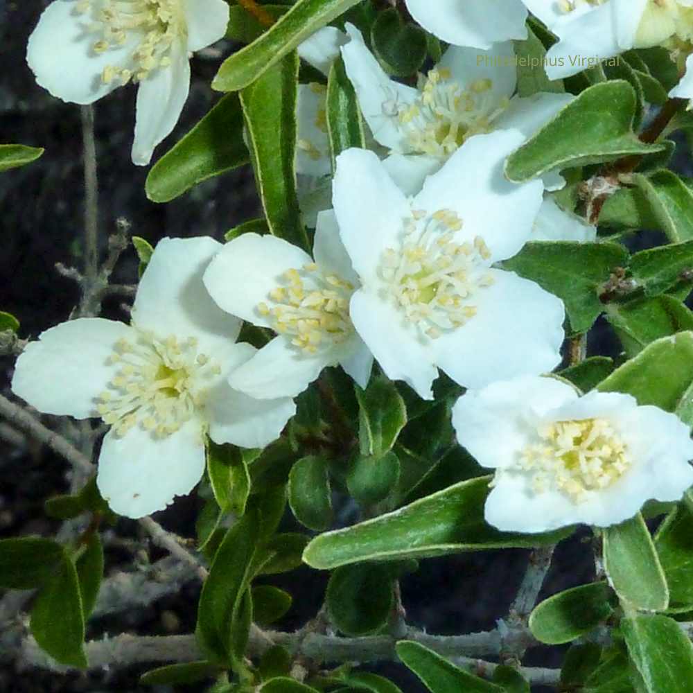 Philadelphus Virginal - Seringat blanc - Jasmin des poètes