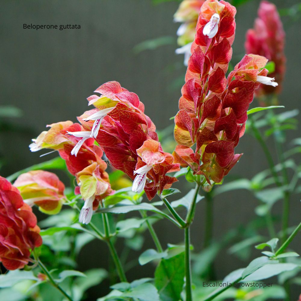 Beloperone guttata, ou plante crevette