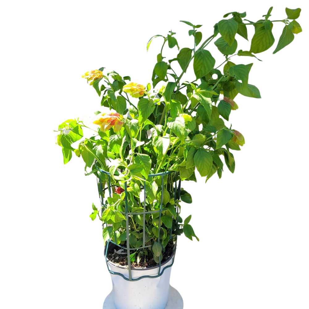 pot Beloperone guttata la jardinerie de pessicart nice 06