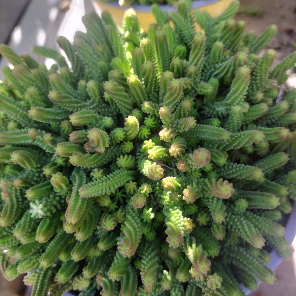 Orpin à six angles - Sedum sexangulare la jardinerie de pessicart nice 06