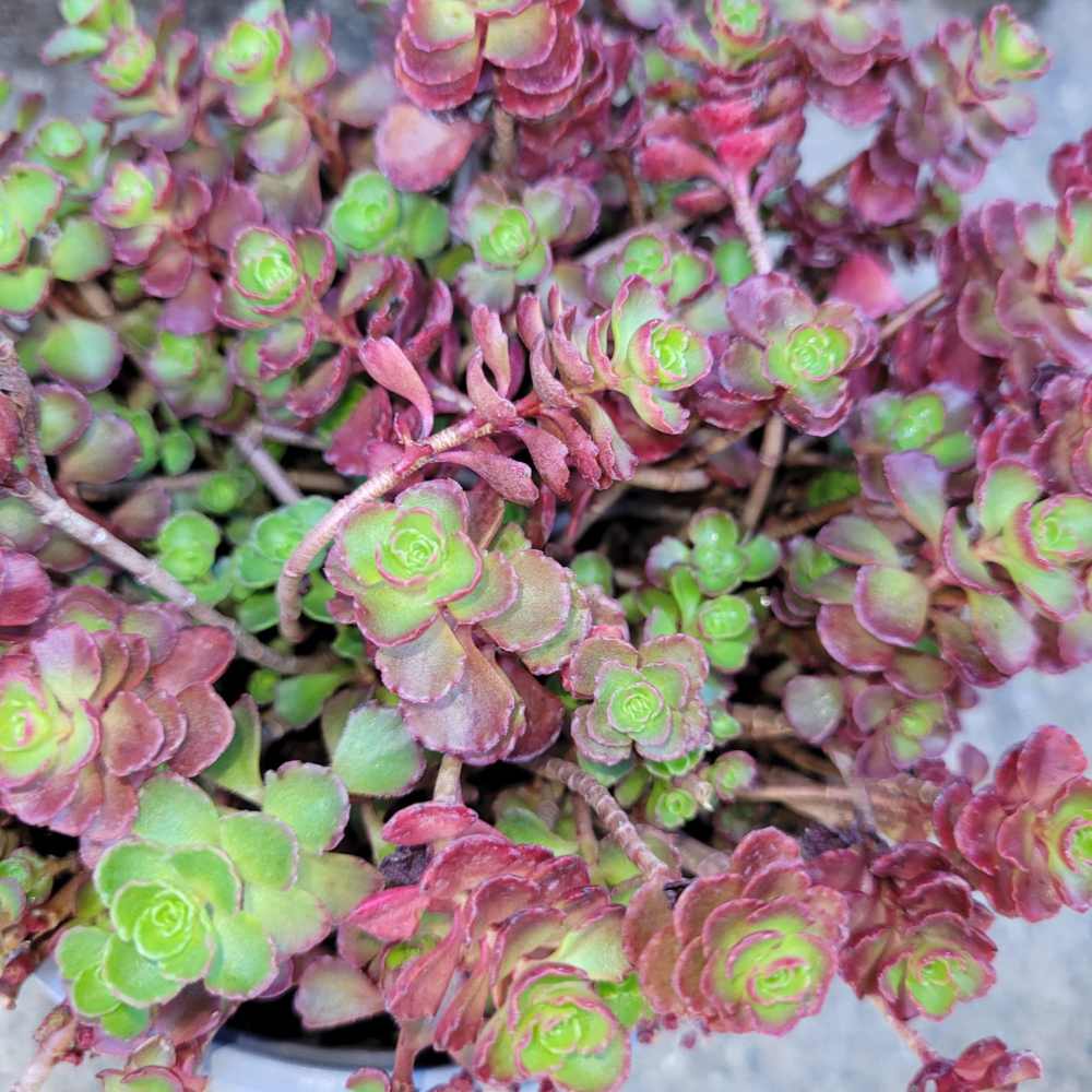 Orpin panaché - Sedum spurium Tricolor la jardinerie de pessicart nice 06