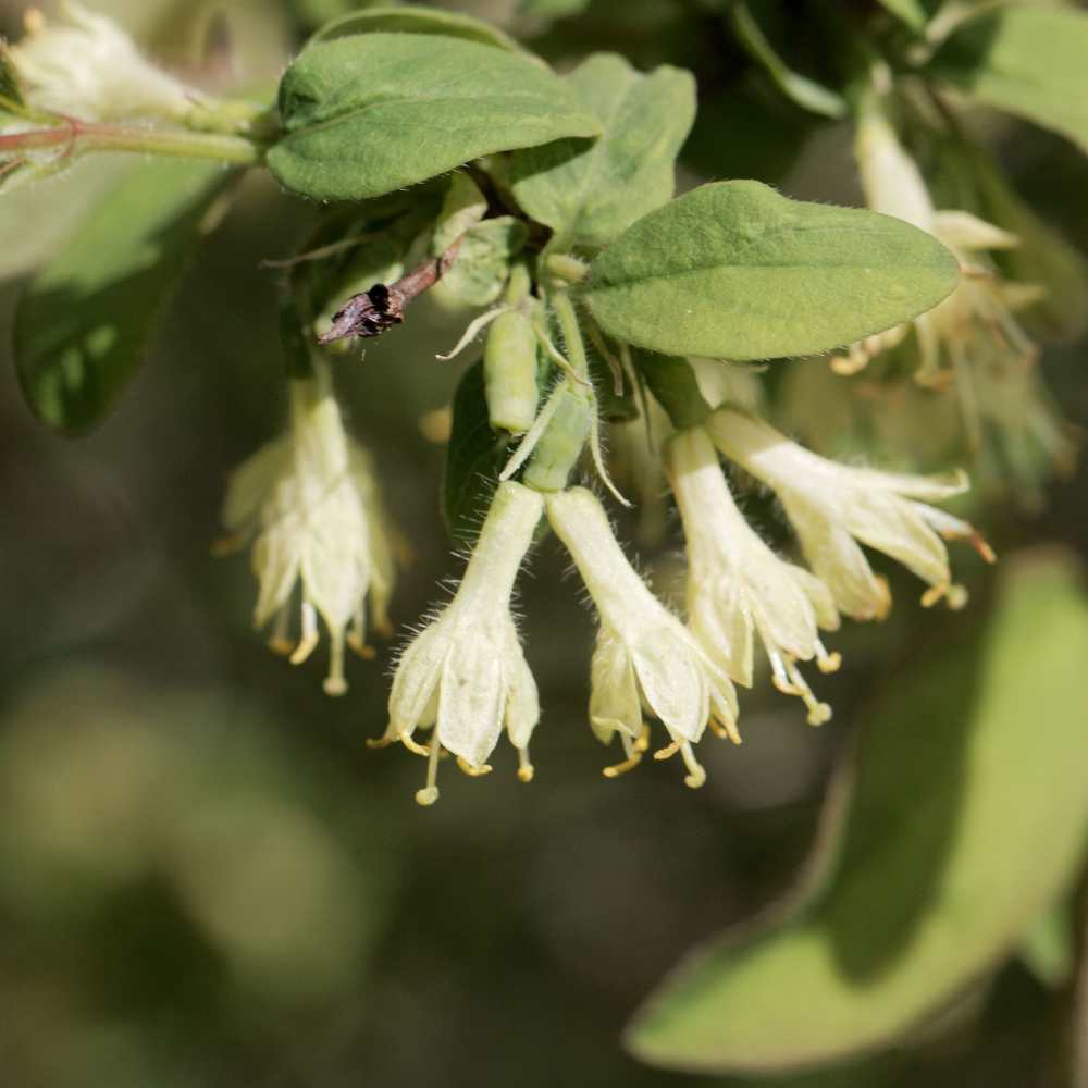 Lonicera caerulea var. kamtschatica  fleur la jardinerie de pessicart nice 06
