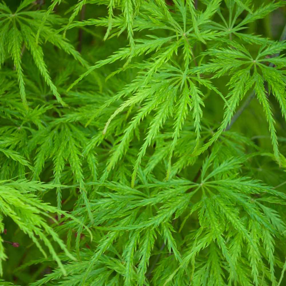 Érable du Japon vert la jardinerie de pessicart nice 06