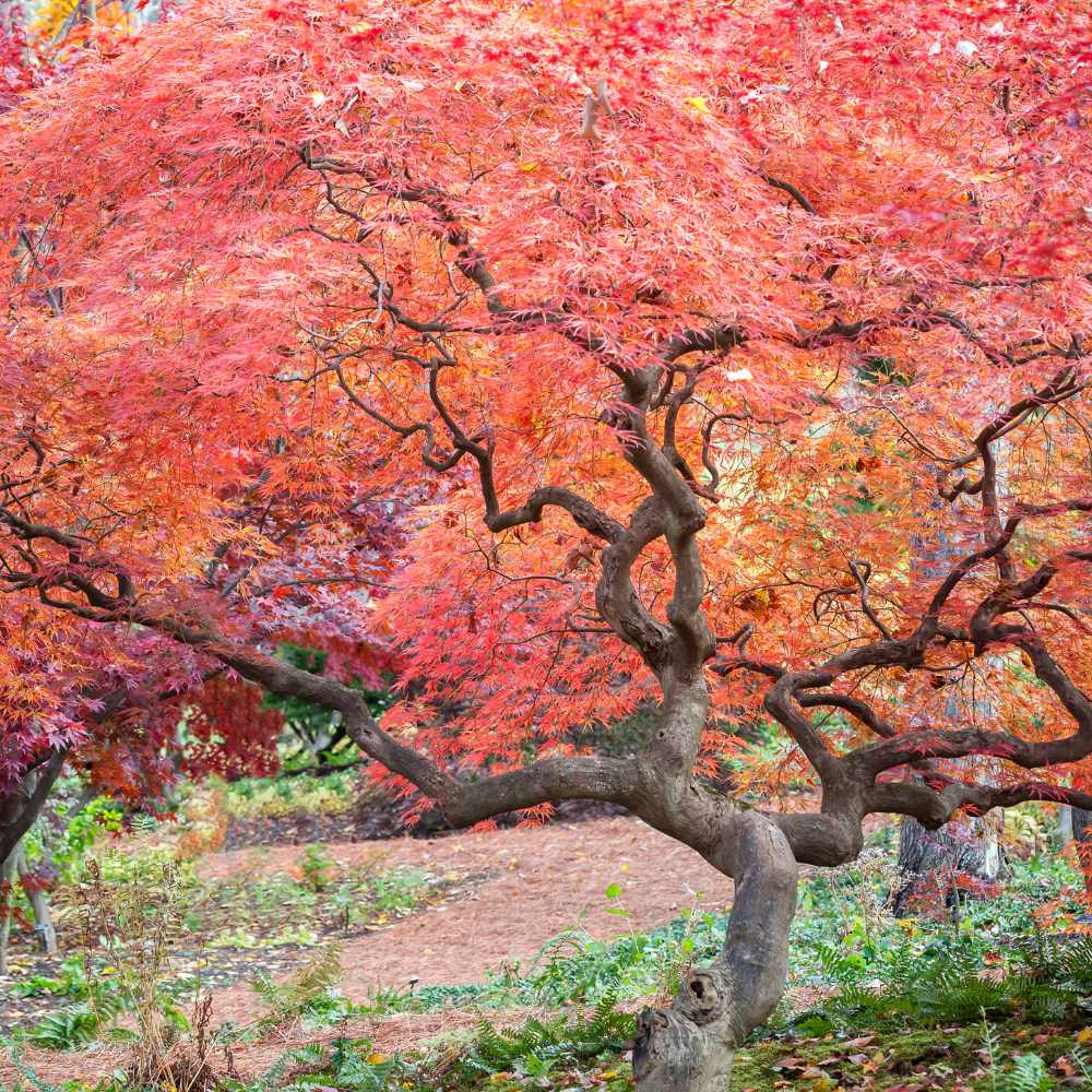 Érable du Japon - Acer palmatum