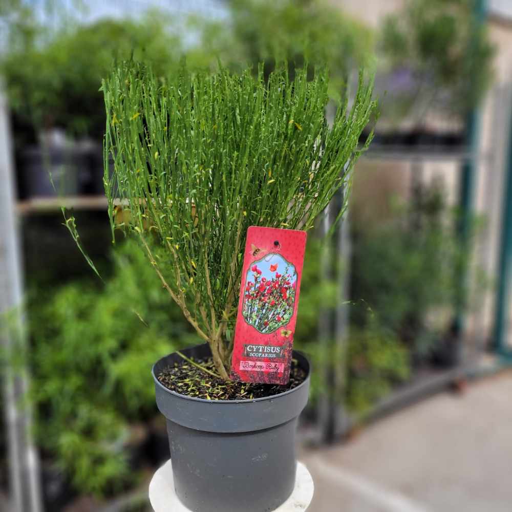 Genêt à balais - Cytisus Boskoop Ruby la jardinerie de pessicart nice 06