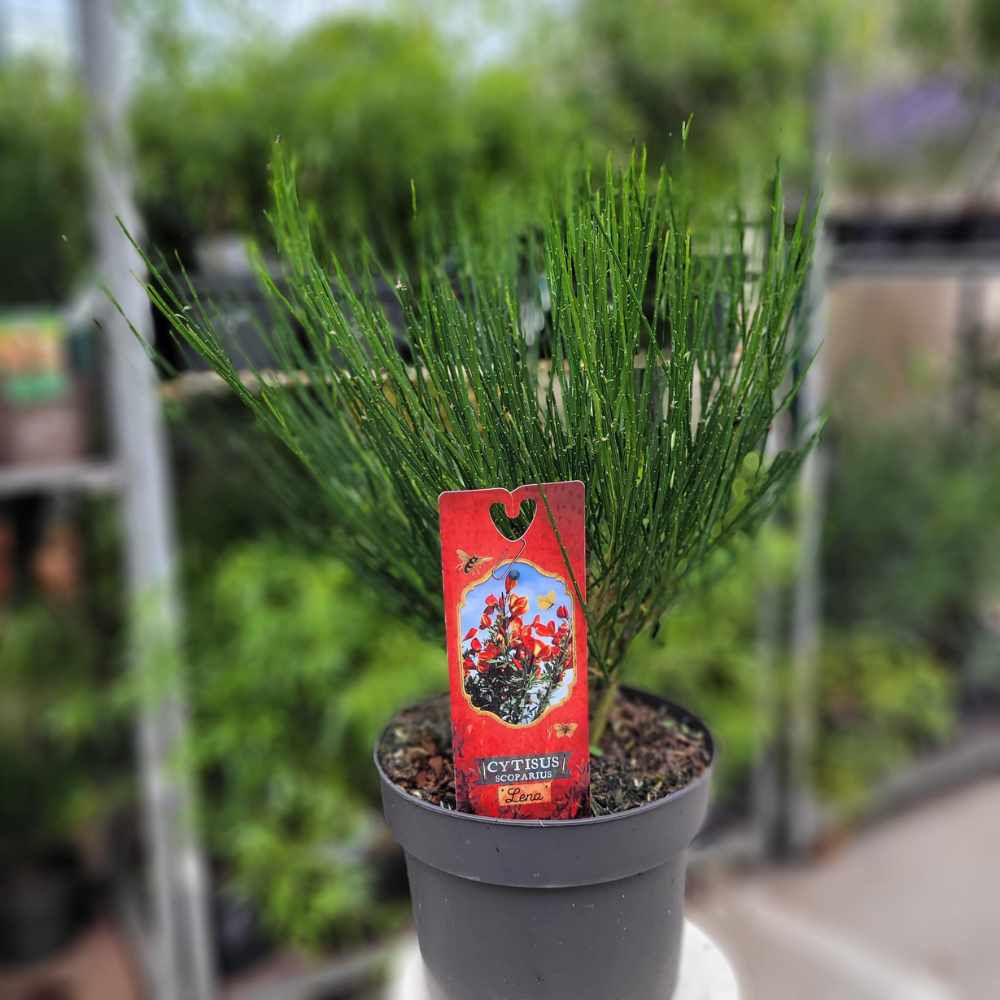 Genêt à balais - Cytisus scoparius Lena la jardinerie de pessicart nice 06