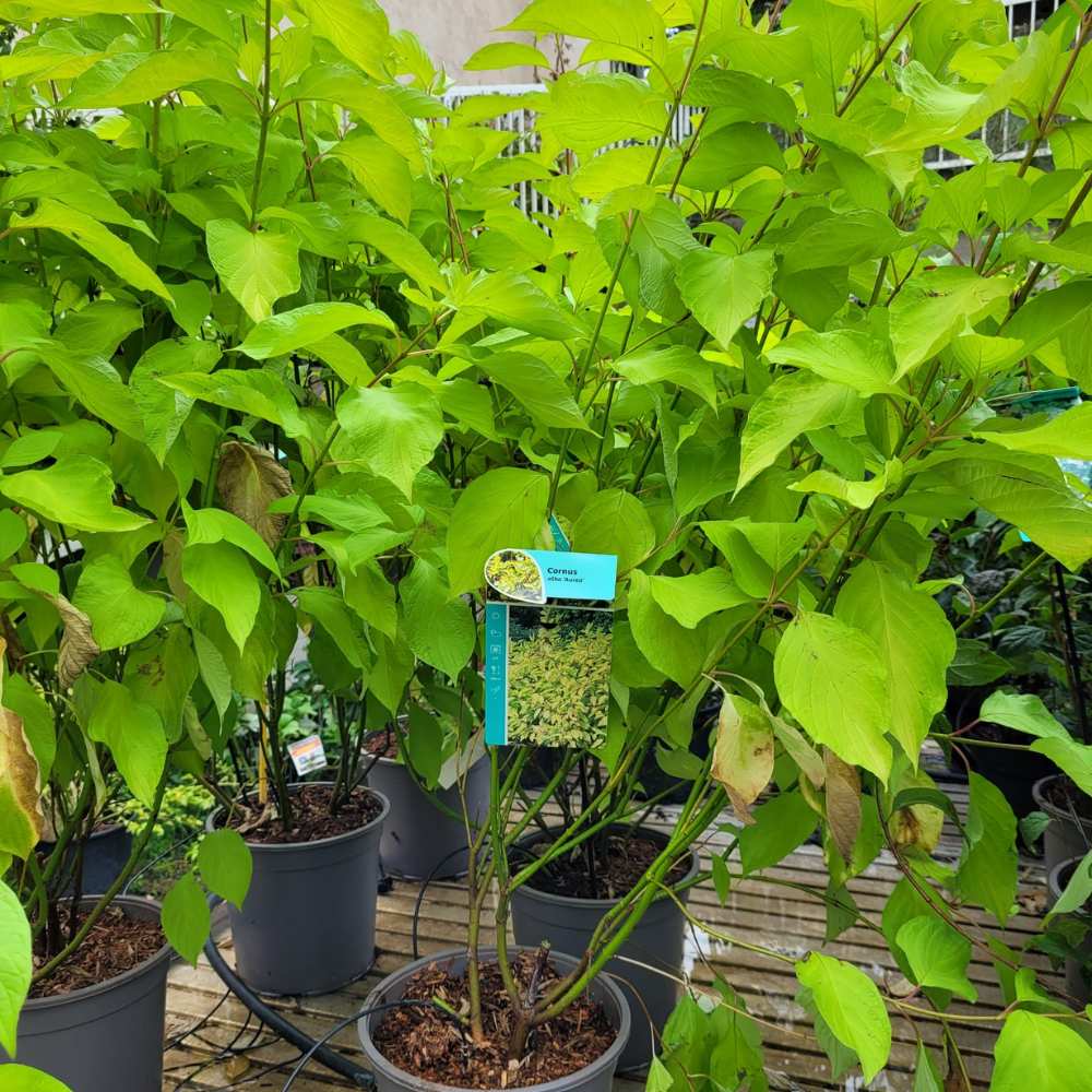 Cornus alba Aurea - Cornouiller blanc \'Aurea\'