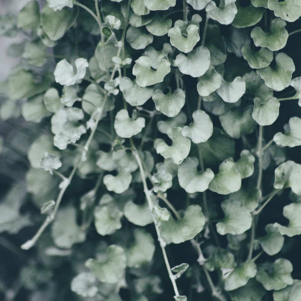 Dichondra argenté feuille la jardinerie de pessicart nice 06