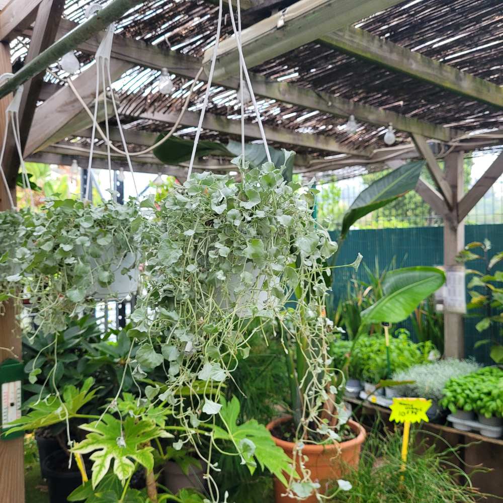 Dichondra argenté pot- la jardinerie de pessicart nice 06