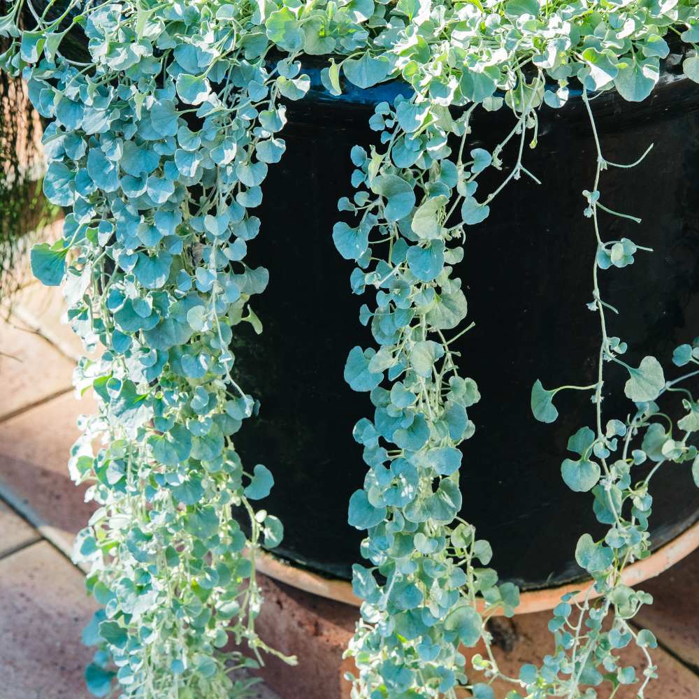 Dichondra argenté feuille - la jardinerie de pessicart nice 06