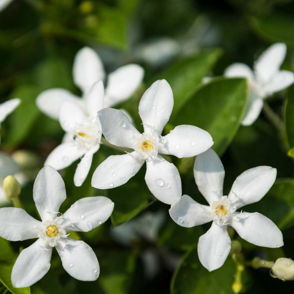 Jasmin officinal fleur la jardinerie de pessicart nice 06