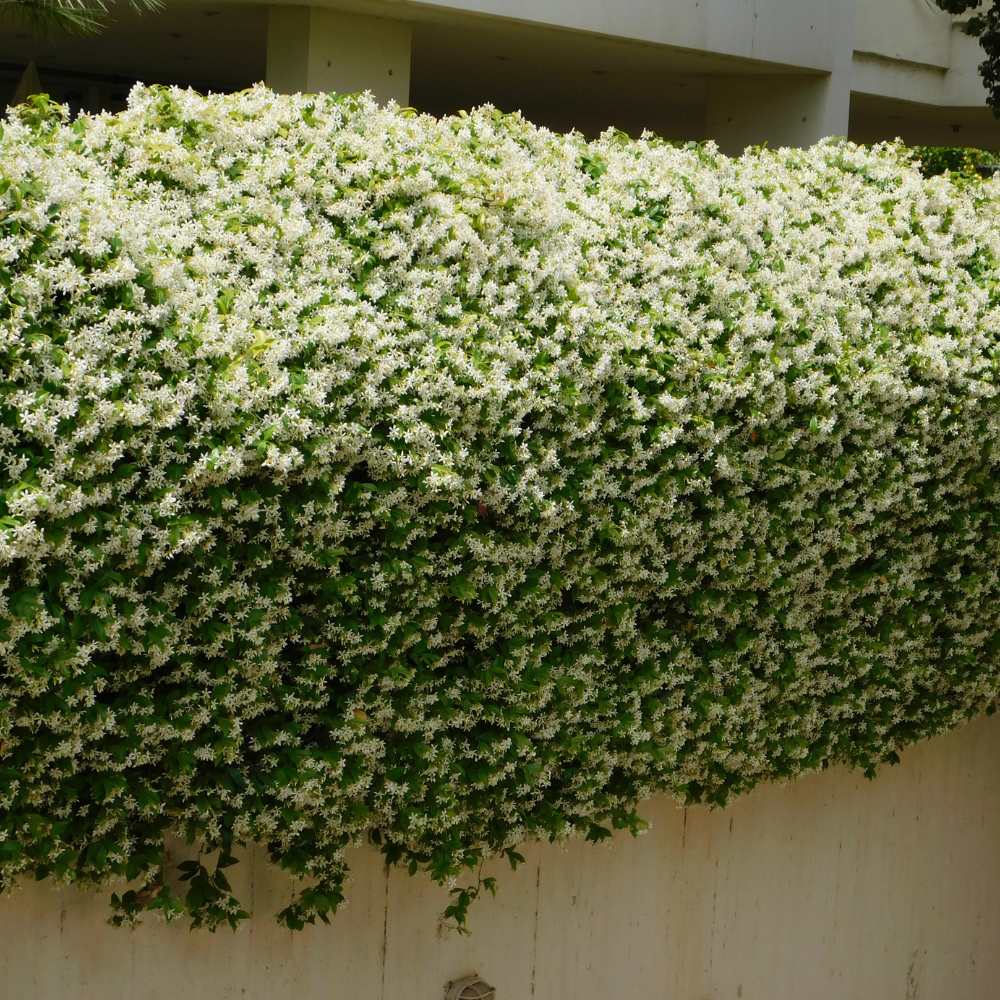 Jasmin officinal haie la jardinerie de pessicart nice 06