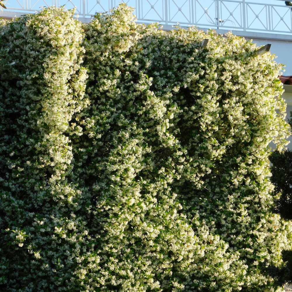 Jasmin officinal haies la jardinerie de pessicart nice 06