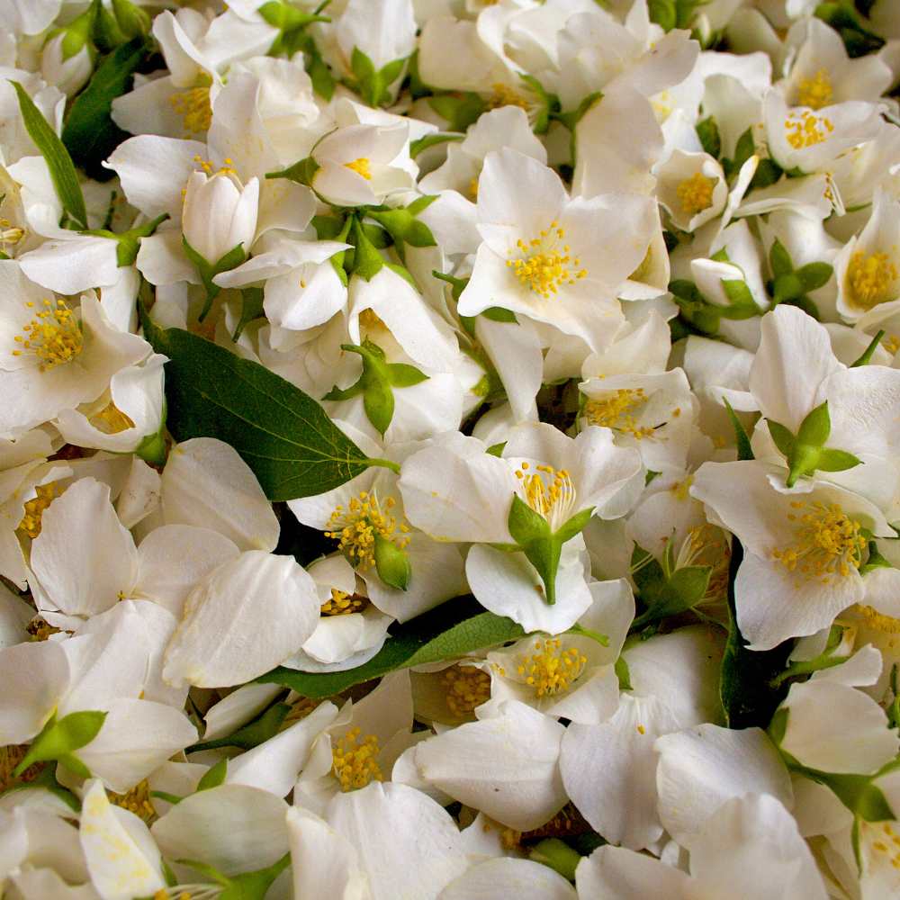 Jasmin officinal fleurs la jardinerie de pessicart nice 06