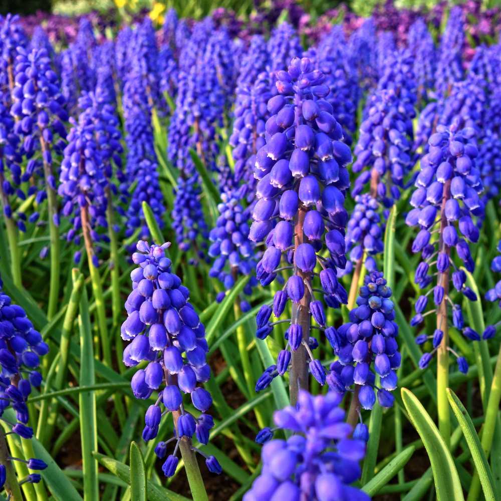Muscaris  fleurs - la jardinerie de pessicart nice 06