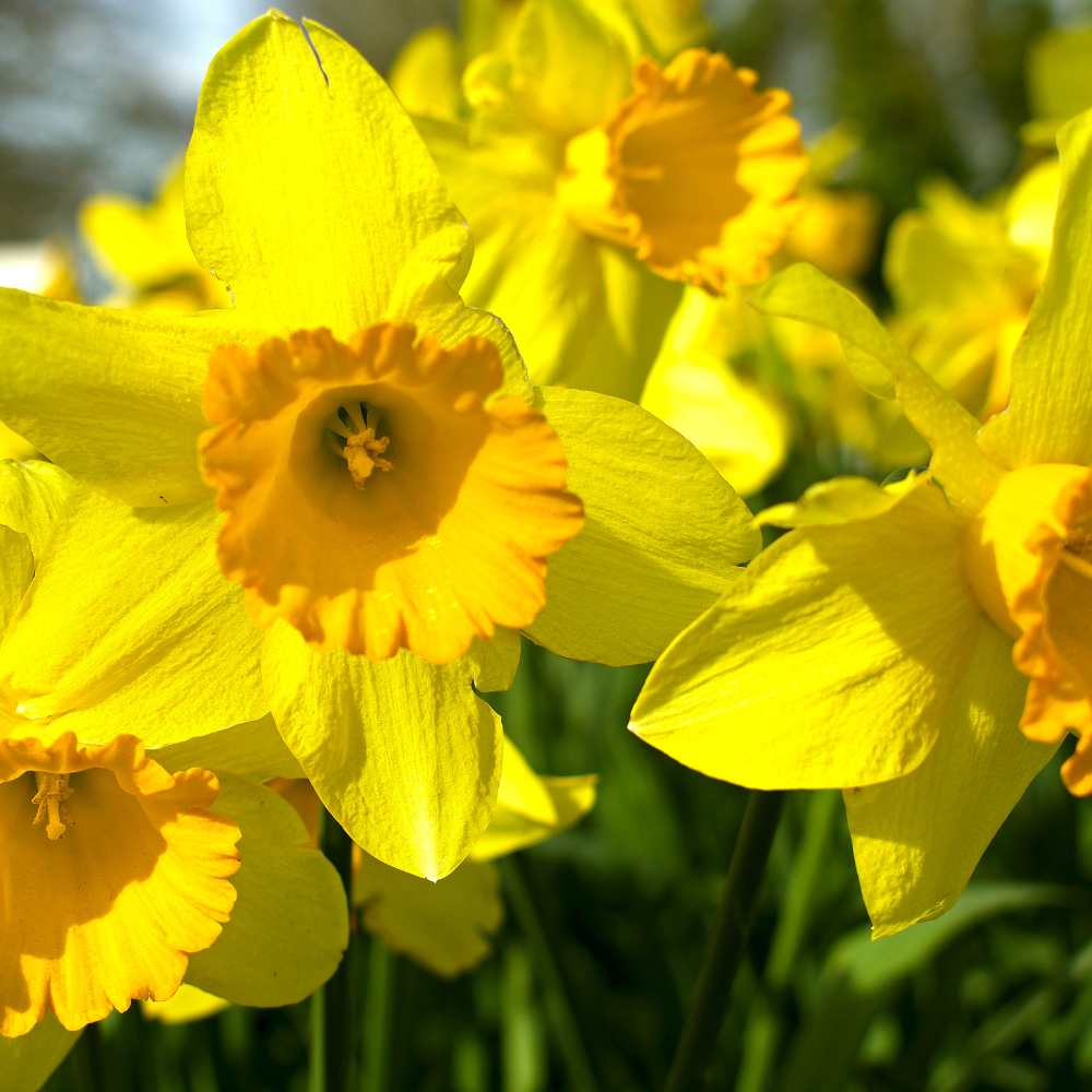 Narcisses fleur jaune la jardinerie de pessicart nice 06