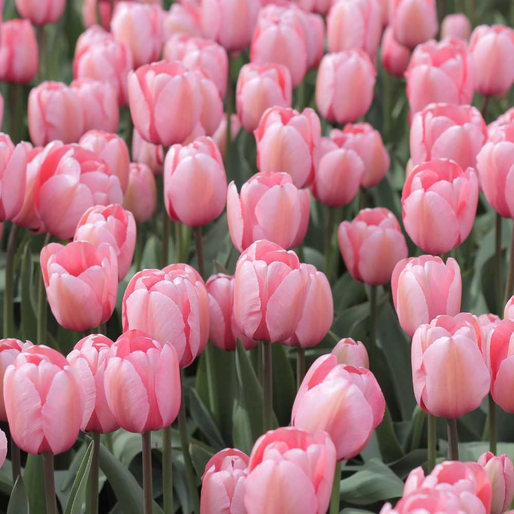 Tulipes roses la jardinerie de pessicart nice 06