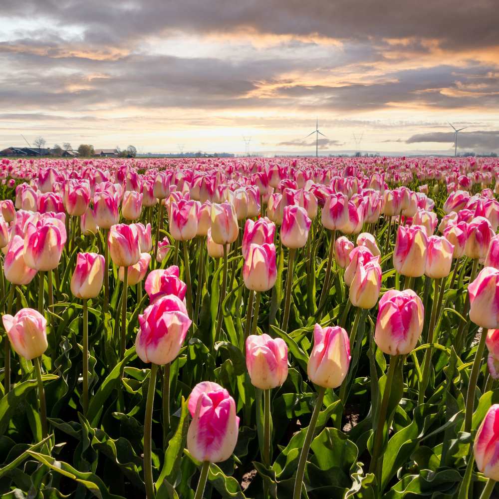Tulipes bulbes