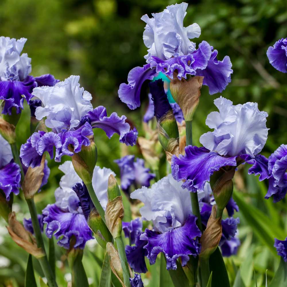 Iris mauve la jardinerie de pessicart nice 06