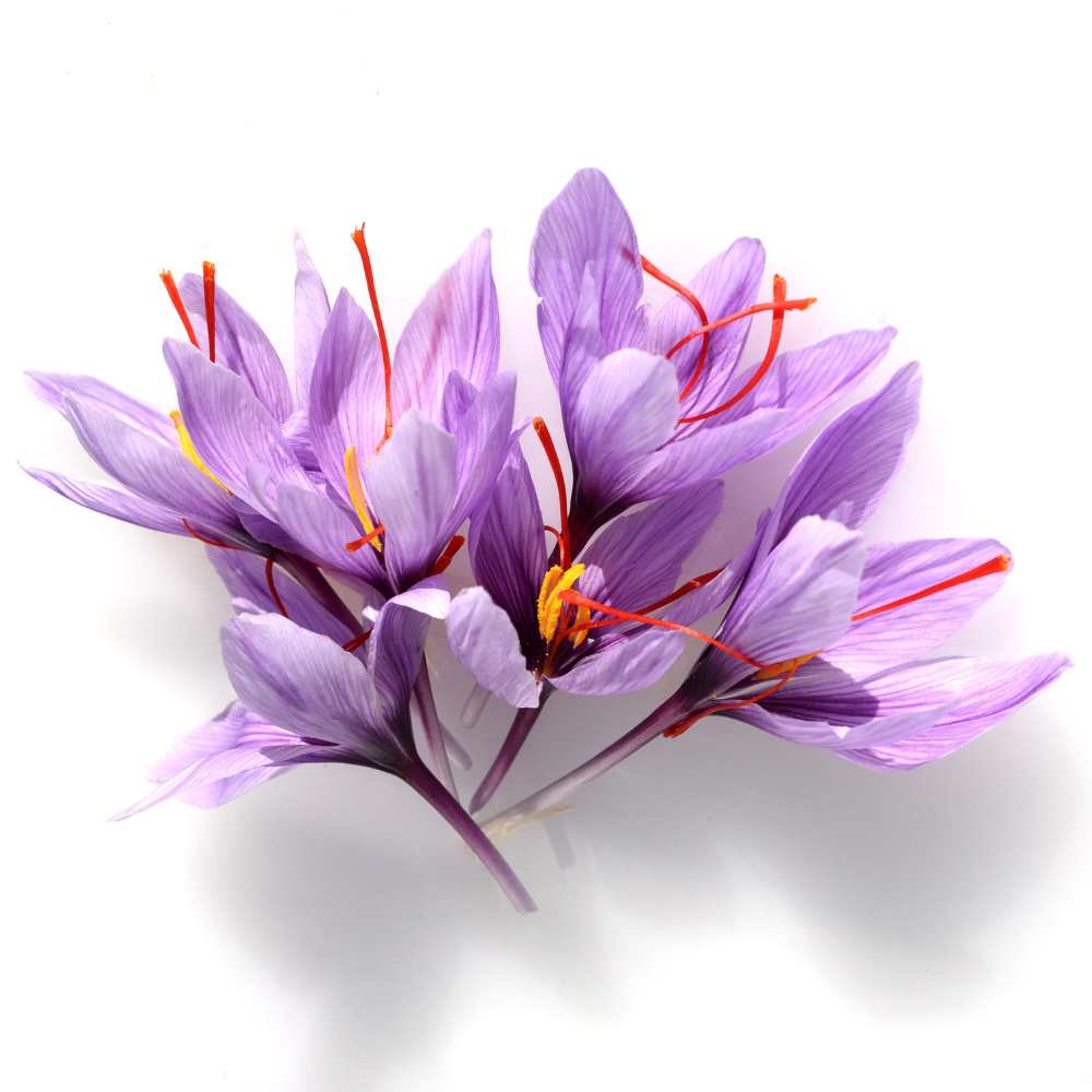 Crocus safran - la jardinerie de pessicart nice 06