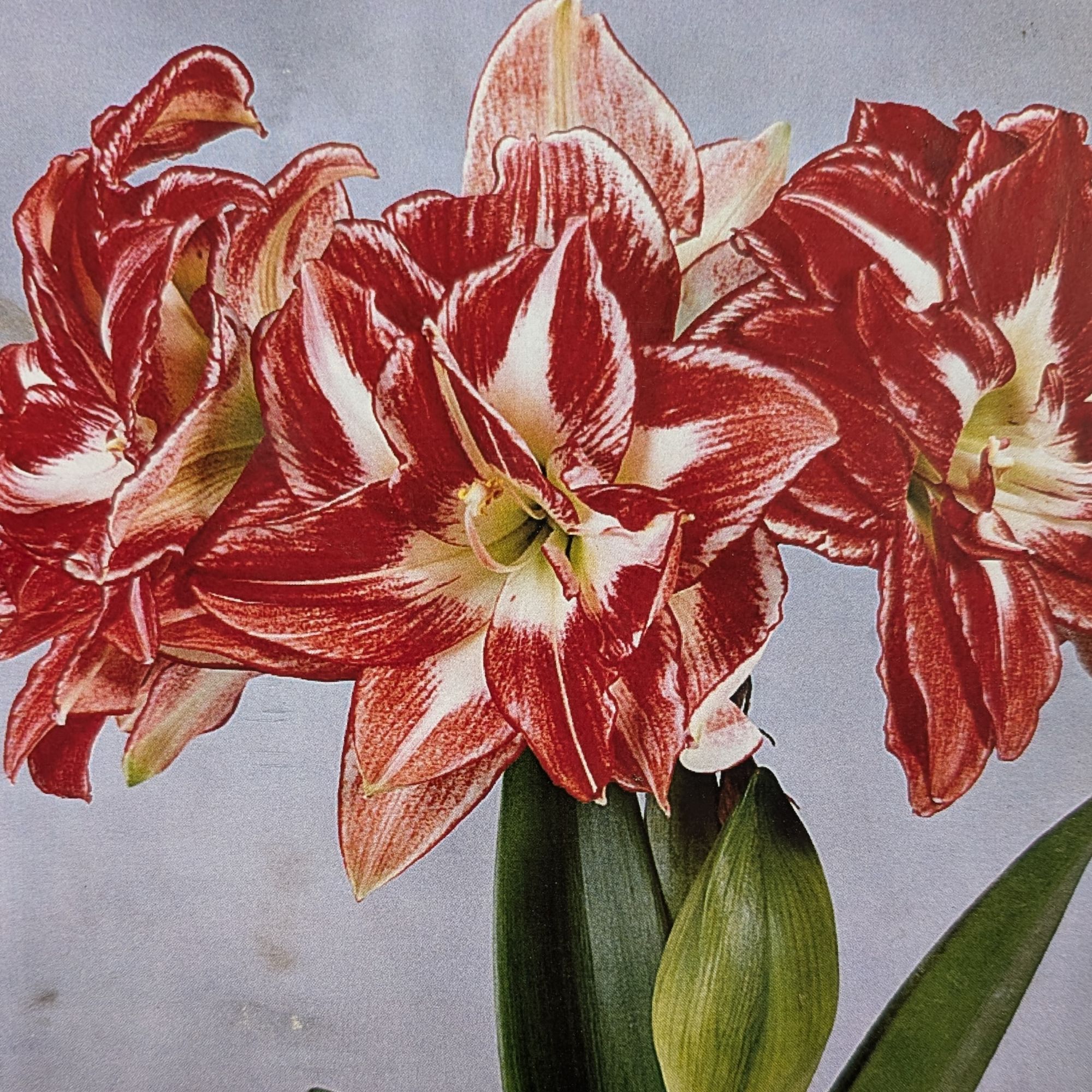 amaryllis rouge et blanc passadena - la jardinerie de pessicart nice 06