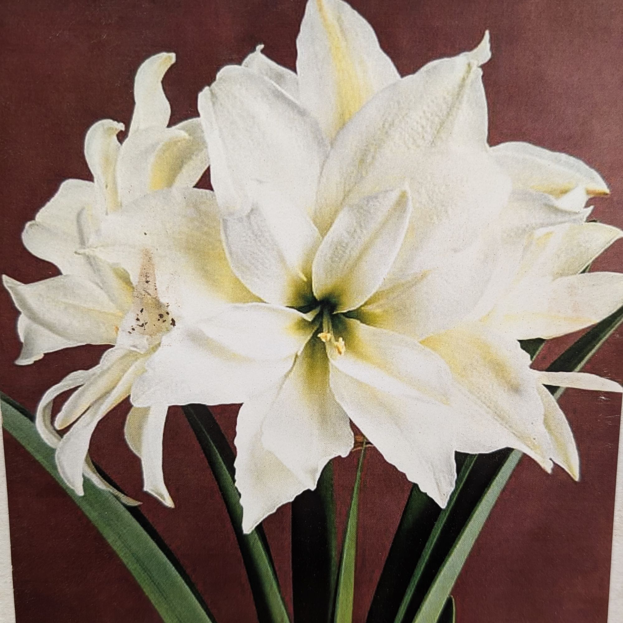 Amaryllis bulbes (gros bulbe calibre 28/30)