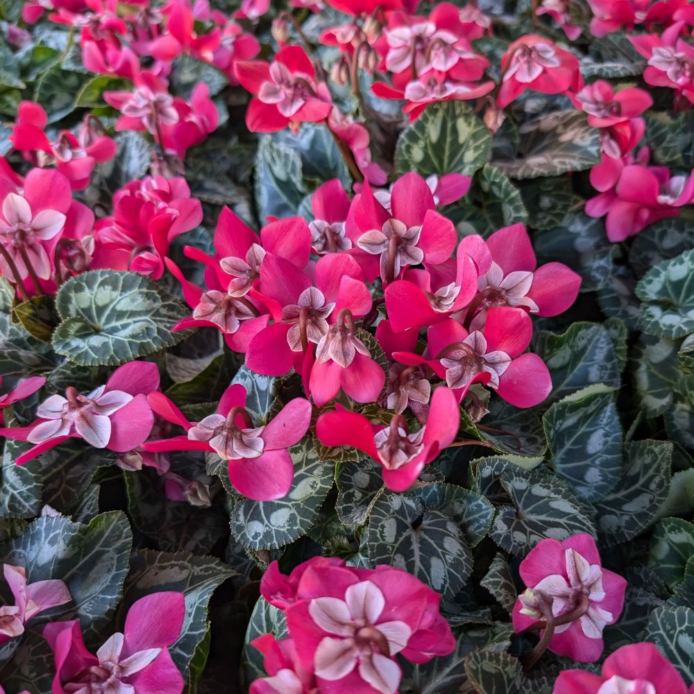 cyclamen  djix couverture - la jardinerie de pessicart nice 06