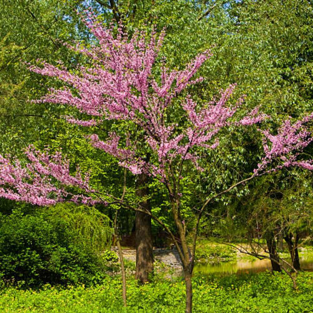 cerisier Bigarreau Napoléon arbre la jardinerie de pessicart nice 06