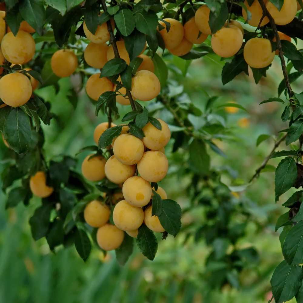 Prunier Mirabelle De Nancy – Arbre Fruitier En Pot De 120 Cm – Petits Fruits Sucrés – Livraison En Pot Prêt à Planter