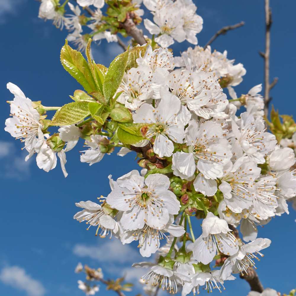 Prunus Avium Hedelfinger - Cerisier 120 Cm En Pot