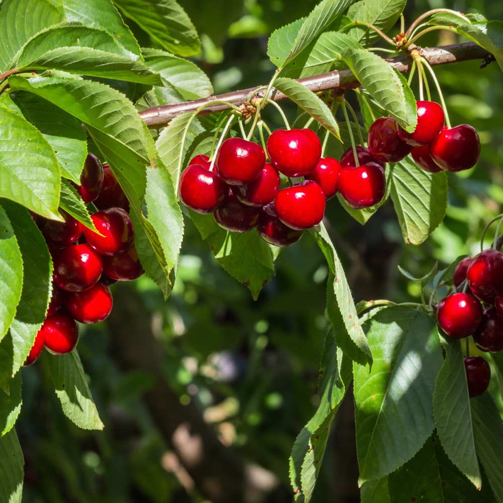 Cerisier Stella fruits la jardinerie de pessicart nice 06