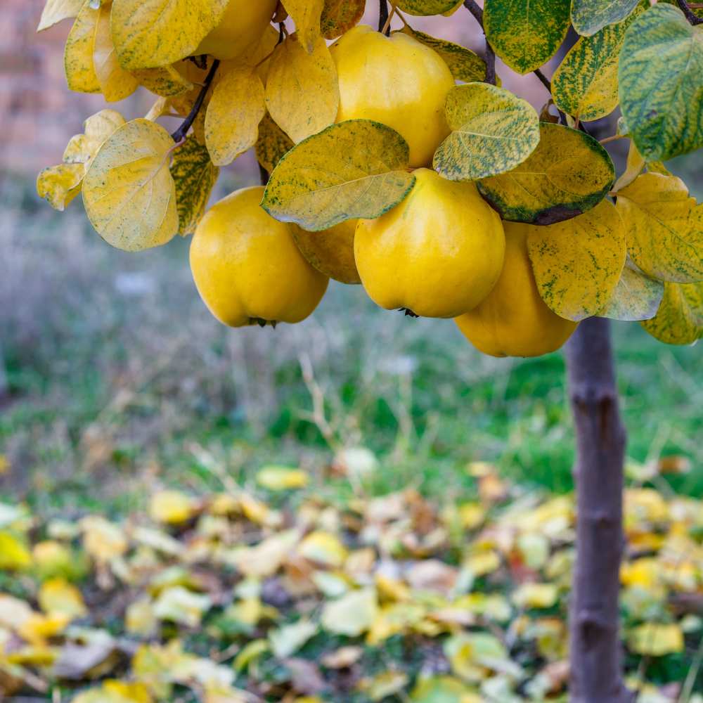 Cognassier Monstrueux de Vranja arbre la jardinerie de pessicart nice 06