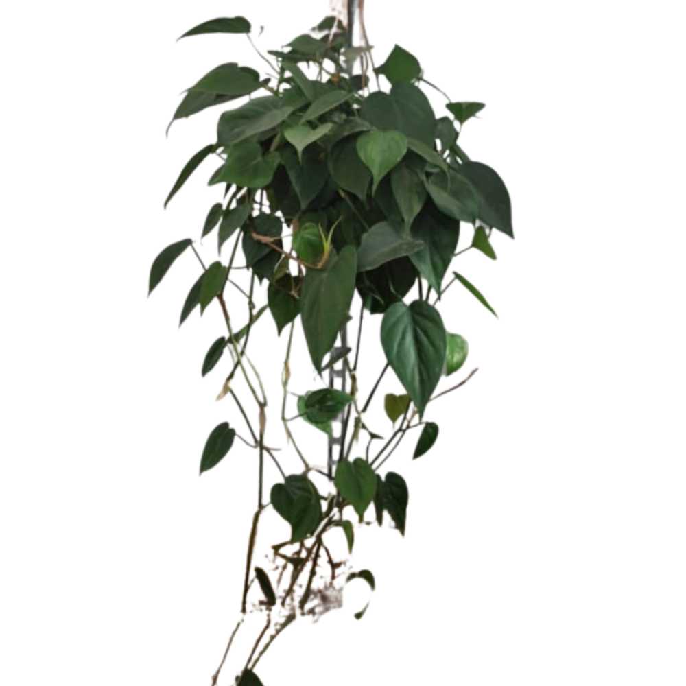 Philodendron Scandens brasil suspension la jardinerie de pessicart nice 06