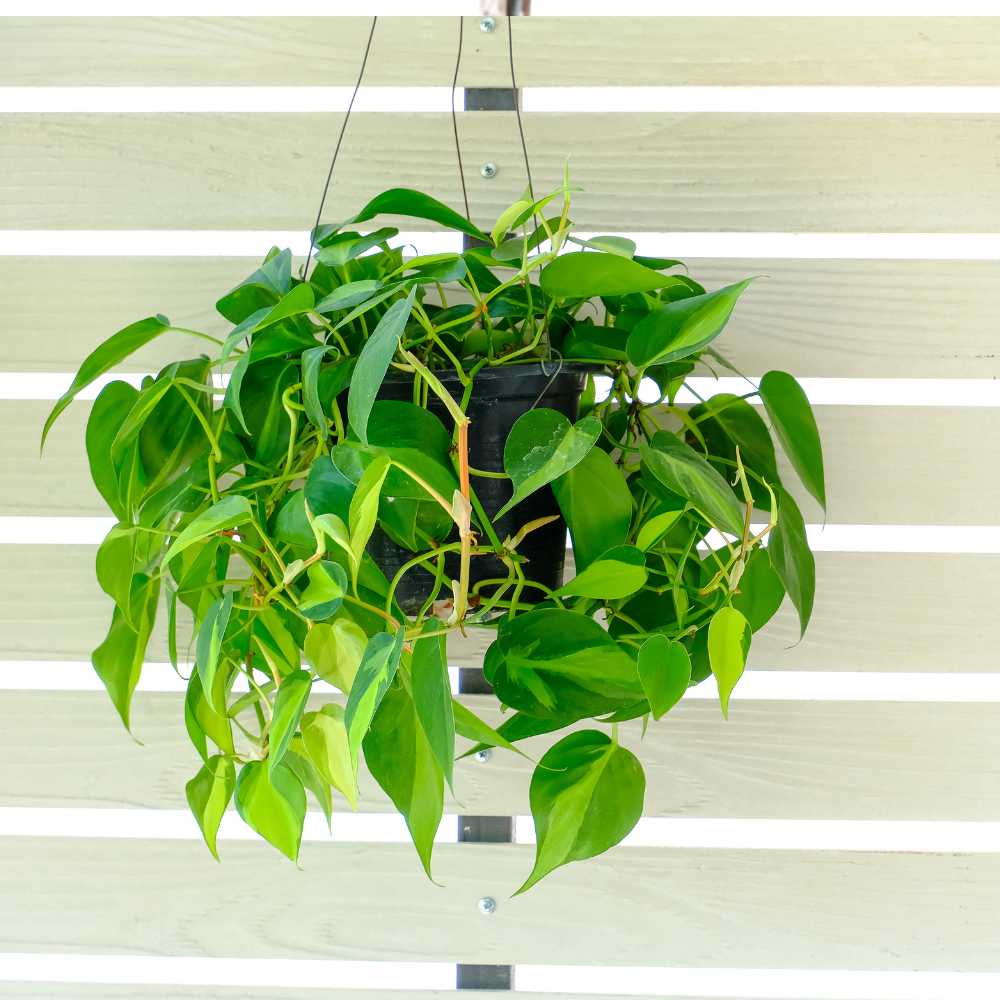 feuille Philodendron Scandens brasil suspension la jardinerie de pessicart nice 06