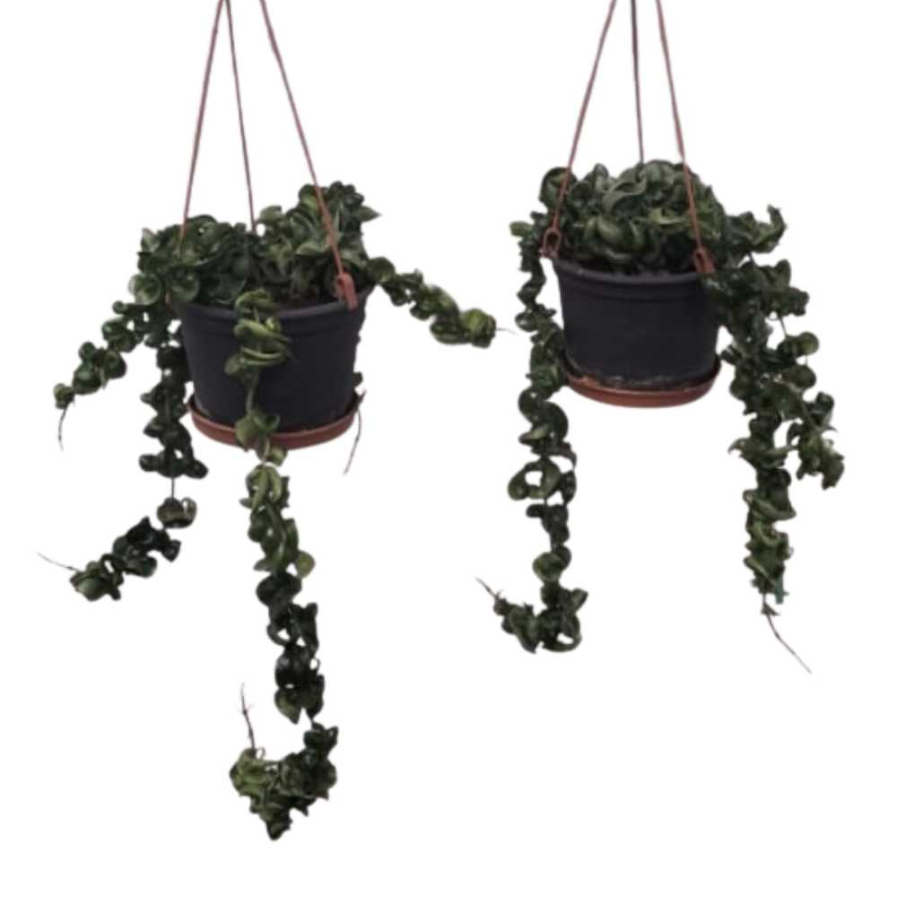 Hoya carnosa suspension Ø 16 cm la jardinerie de pessicart nice 06