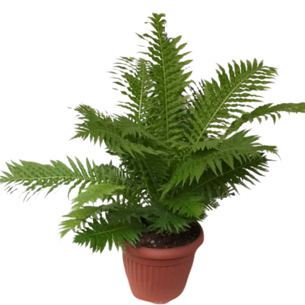 Fougère Blechnum gibbum Silver Lady la jardinerie de pessicart nice 06
