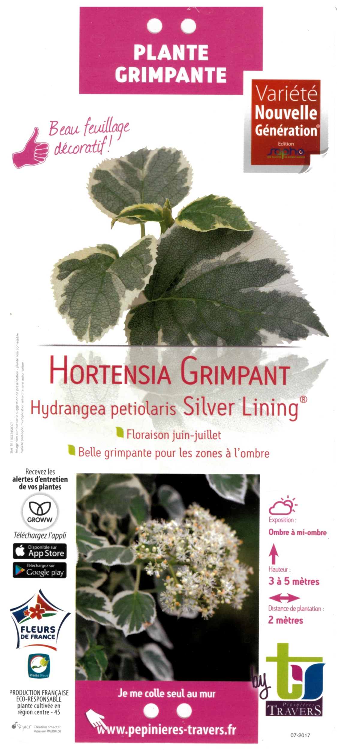 Hortensia Grimpant Hydrangea petiolaris Silver Lining