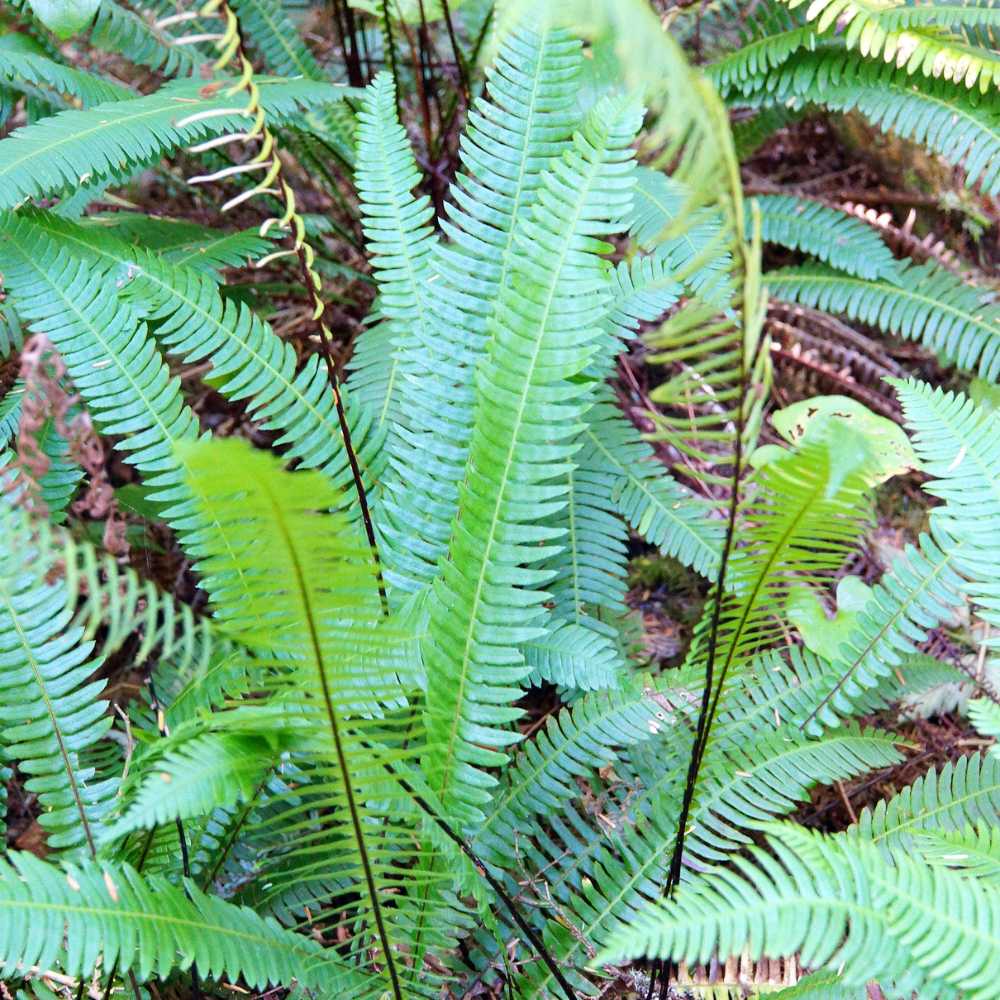Fougère blechnum la jardinerie de pessicart nice 06