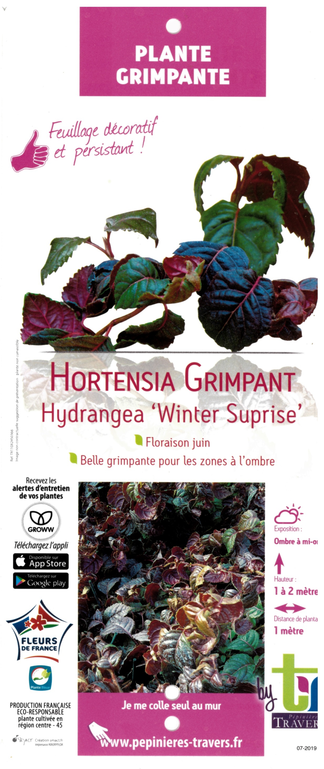Hortensia Grimpant Hydrangea Winter Suprise