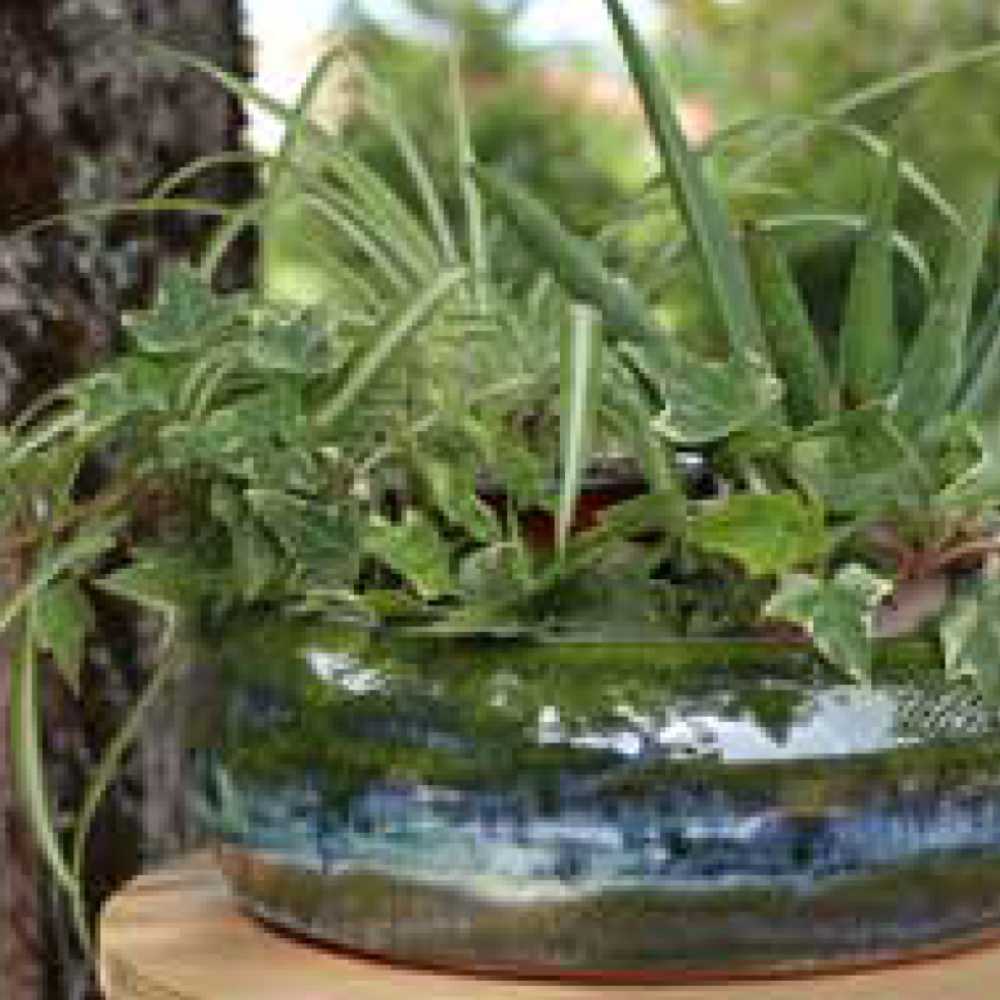 Collection Forêt - - la jardinerie de Pessicart Nice 06100