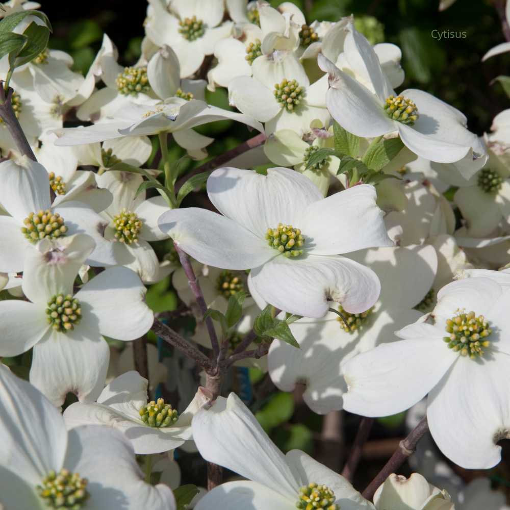 Cornouiller sanguin fleurs _ la jardinerie de Pessicart Nice 06100