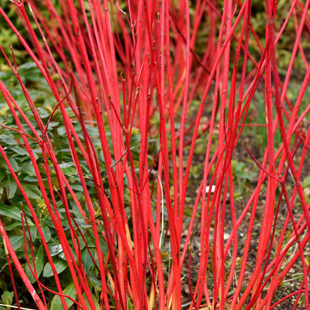 Cornus sanguinea Mid Winter Fire - Cornouiller sanguin