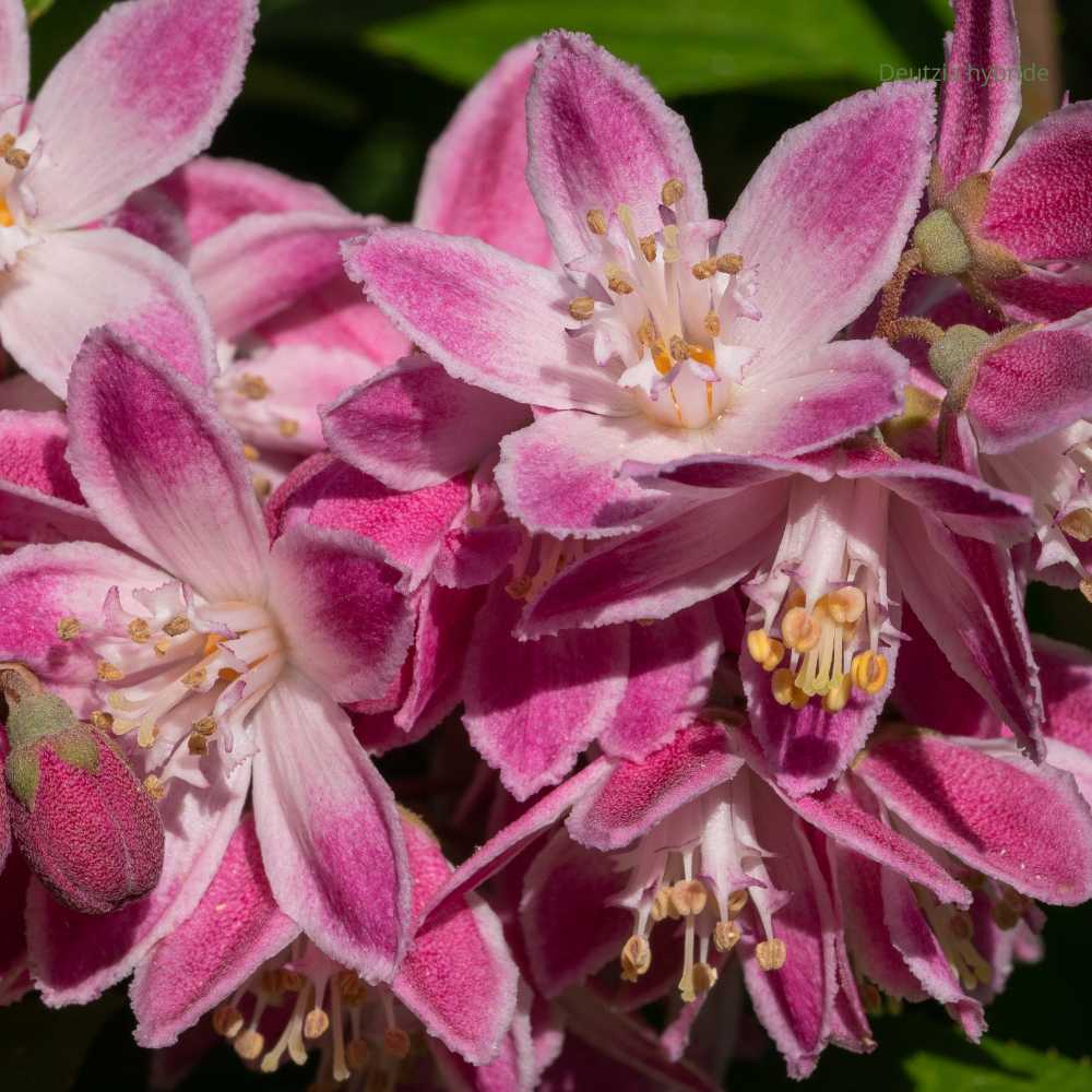 Deutzia hybride \'Mont Rose\'