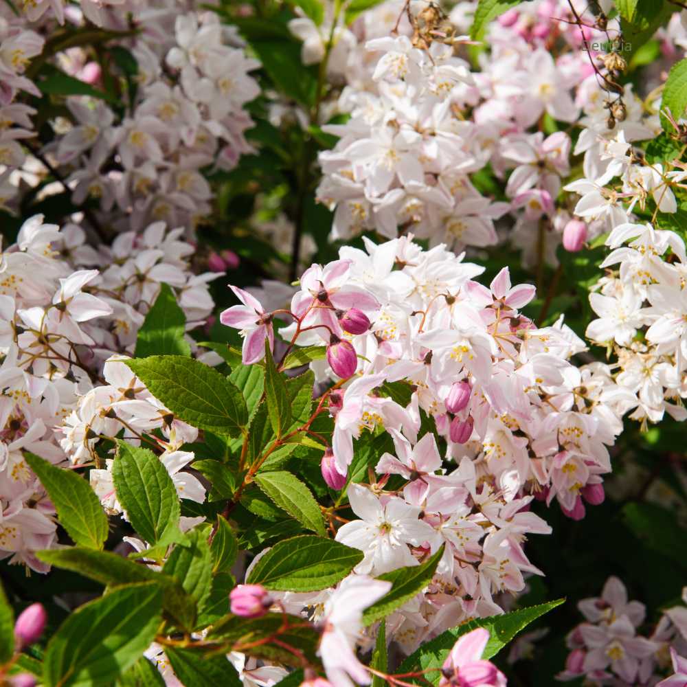 Deutzia scabra Plena  _ la jardinerie de Pessicart Nice 06100