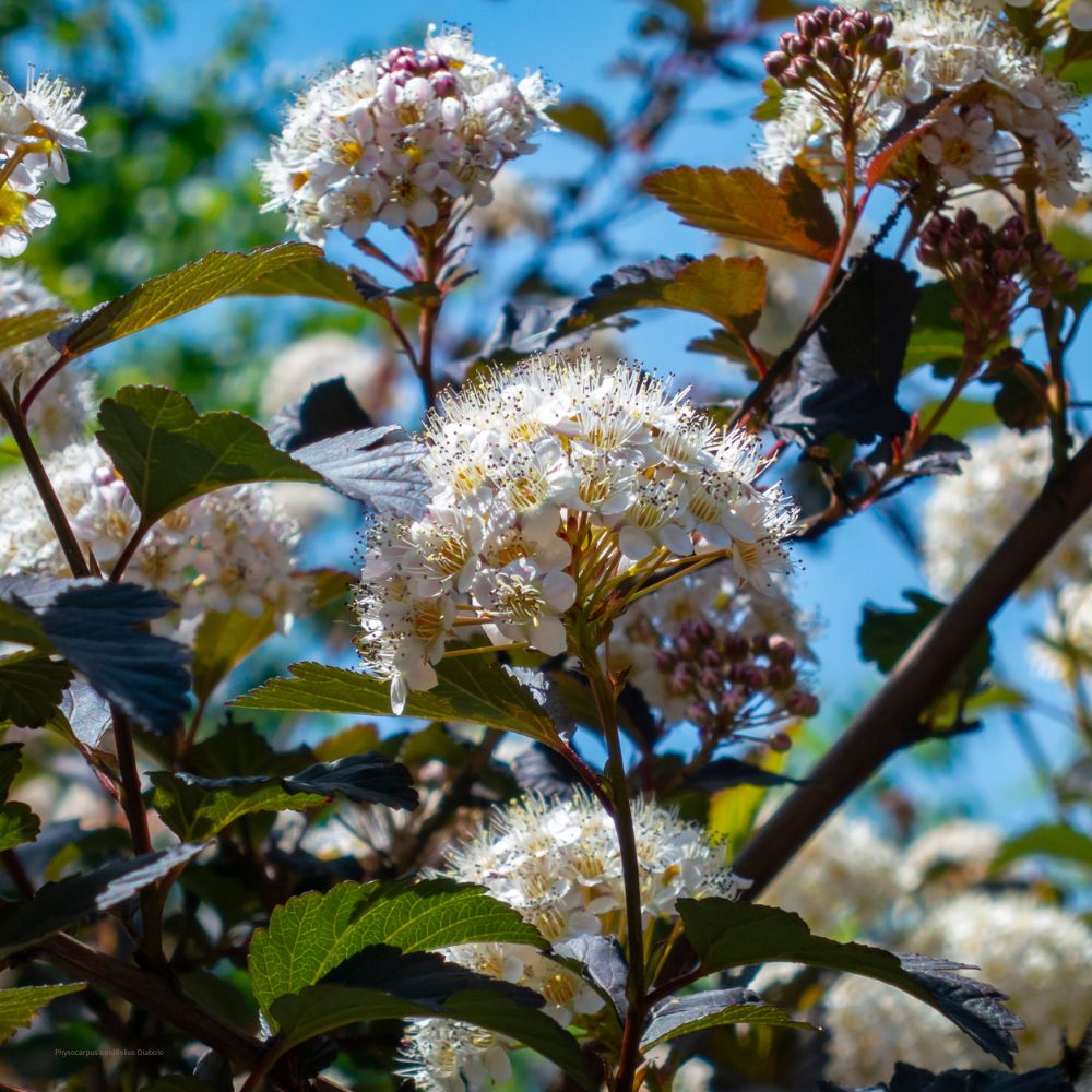 Physocarpus opulifolius Diabolo : Arbuste à feuillage pourpre foncé, parfait pour vos massifs et haies.