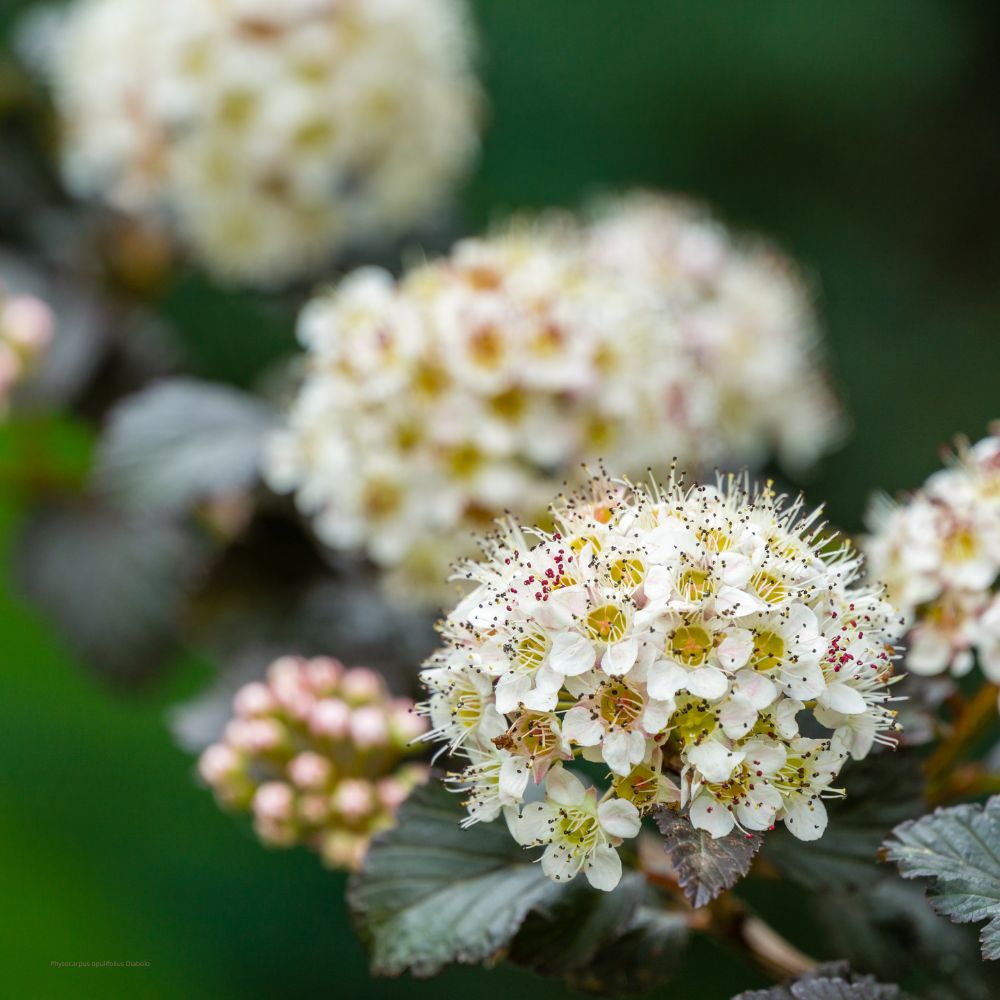 Physocarpus opulifolius Diabolo fleurs _ la jardinerie de Pessicart Nice 06100
