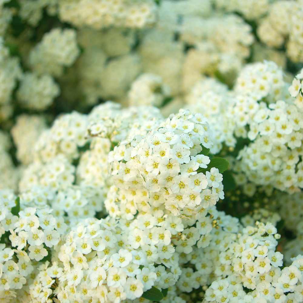 Spiraea vanhouttei  leurs _ la jardinerie de Pessicart Nice 06100
