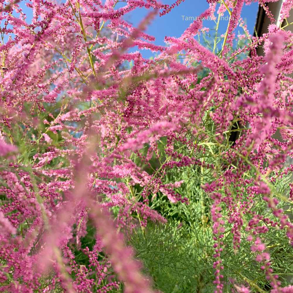 Tamarix tetrandra  _ la jardinerie de Pessicart Nice 06100